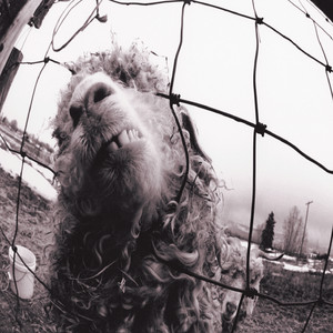 Animal - Remastered Pearl Jam | Album Cover