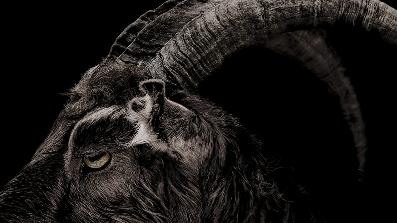 The Witch 2015 - Movie Banner