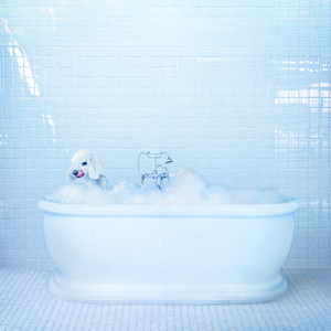 Being Alive - Frankie Cosmos | Song Album Cover Artwork